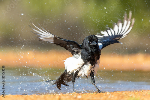 European Magpie bird bathing in a water hole displaying great behaviors 