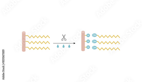 Fat Molecule, triglyceride, Lipid Digestion. Lipase enzyme catalyzes the hydrolysis of fats to Fatty Acids And Glycerol. Colorful scientific diagram. Vector Illustration.