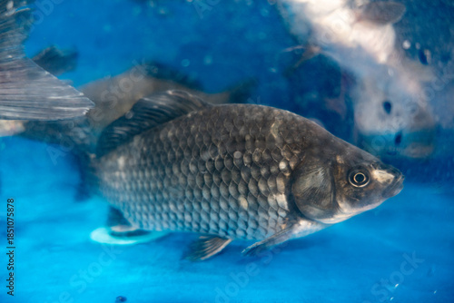 A fresh raw crucian carp swims underwater in a freshwater aquarium, showing its head and fin as a healthy seafood catch isolated against a white nature background