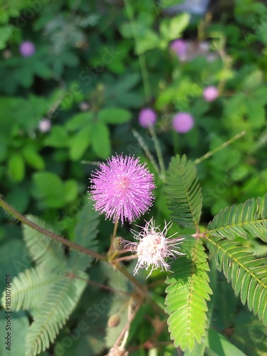 close up of pink flower with blurred background