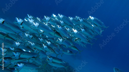 Schilderij op canvas Fish are a type of bony fish Osteichthyes