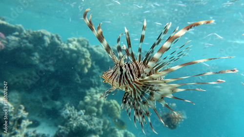 Lion Fish in the Red Sea in clear blue water hunting for food .
Lion Fish, the lionfish preys on a coral reef protected by its long venomous spines. 
