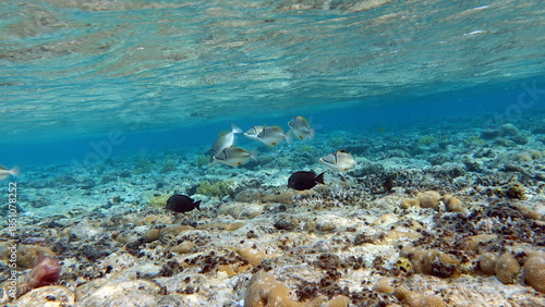 Colorful tropical fish on a coral reef, amazingly beautiful fairy world. In the coral gardens of the Red Sea.