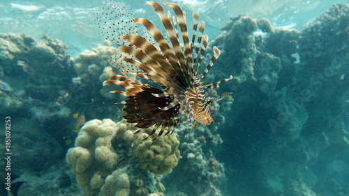 Lion Fish in the Red Sea in clear blue water hunting for food .
Lion Fish, the lionfish preys on a coral reef protected by its long venomous spines. 
