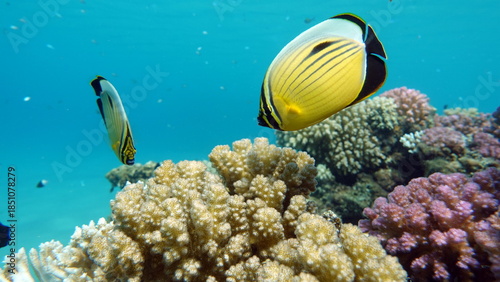 Colorful tropical fish on a coral reef, amazingly beautiful fairy world. In the coral gardens of the Red Sea.