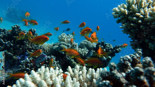 Colorful tropical fish on a coral reef, amazingly beautiful fairy world. In the coral gardens of the Red Sea.
