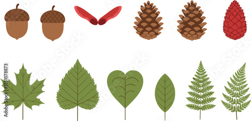 Autumn forest elements collection with acorns, pine cones, maple leaves, heart shaped leaves, and ferns illustrated in clean flat vector style isolated on white background