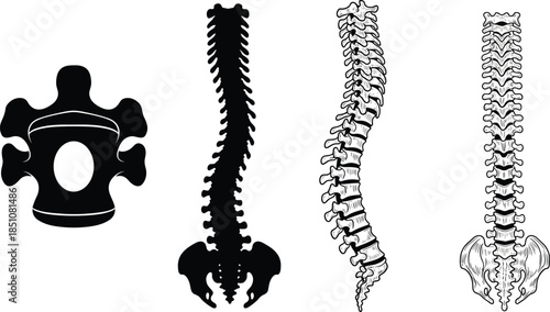 Human spine and vertebrae anatomy illustration set featuring spinal column views, medical skeletal structure, orthopedics reference, and healthcare education graphics
