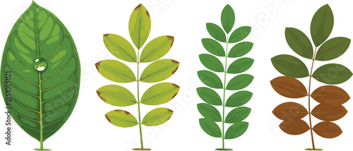 Botanical leaf branch collection showing seasonal green and autumn foliage with detailed veins illustrated in clean flat vector style isolated on white background for nature design