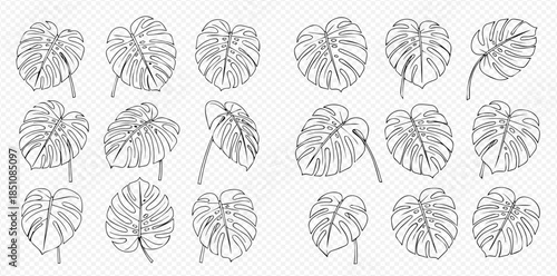 Set of hand-drawn monstera leaves in various positions, black and white line art illustration.