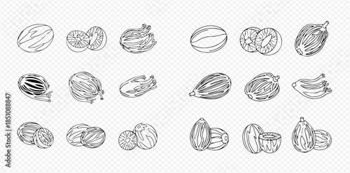 Collection of hand-drawn nutmeg illustrations, whole and cut, showcasing various forms of the spice.