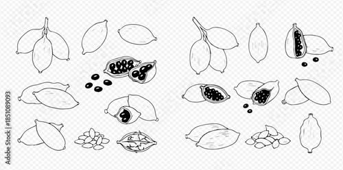 Cardamom pods and seeds vector illustration set, whole and broken, black and white outline drawing.