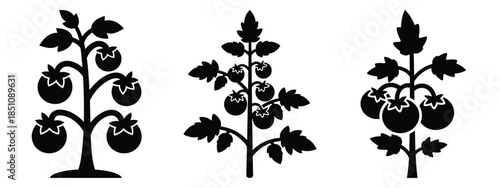 tomato plant silhouette icon set. agriculture, plant-based lifestyle symbols