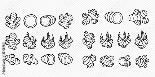 Set of fresh ginger root and sliced ginger vector illustration in black and white line art style.