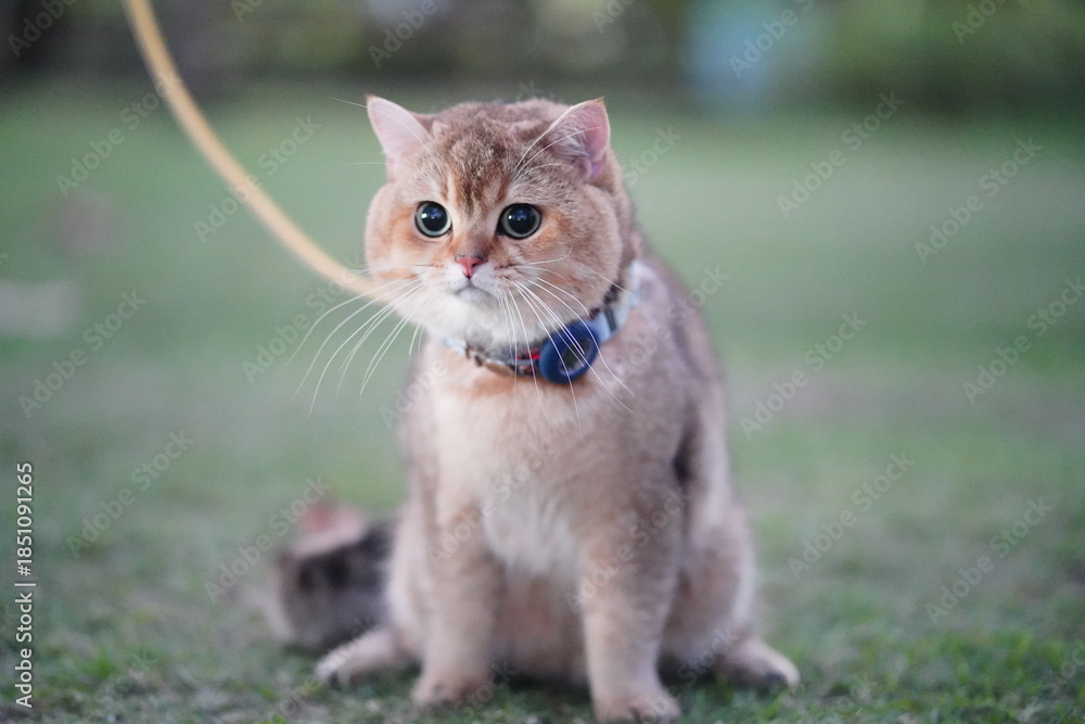 Fototapeta premium Cute fluffy cat sitting on grass with a collar and leash, gazing curiously at surroundings, capturing playful and adorable moments of feline life outdoors