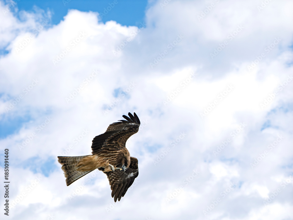 Obraz premium 青空高く舞い食事する野生の鳶