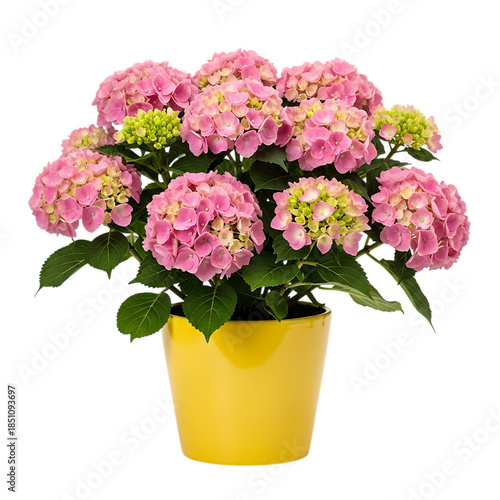 Wallpaper Mural Minimalist indoor plant in a modern ceramic pot Torontodigital.ca