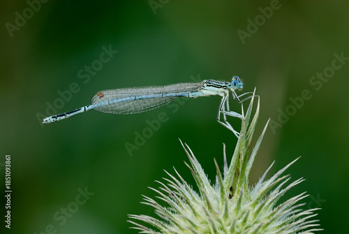 White legged damselfly, Platycnemis pennipes male  sitting on a thistle, close up 