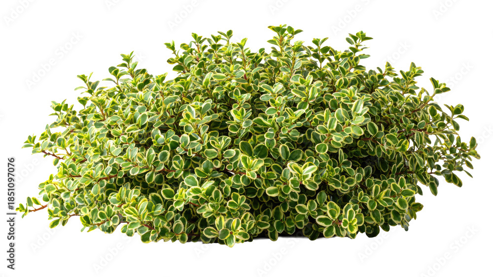 Naklejka premium Green and Yellow Bush Isolated