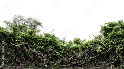 Lush green vine overgrowth with dense tangle of woody branches creating a natural barrier against a dark background