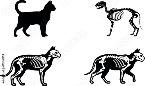 Domestic Cat Skeleton Silhouette Set: Feline Anatomy and Bone Structure Illustration of Felis Catus. High-quality vector icons for veterinary, biology, zoology, and Halloween design.