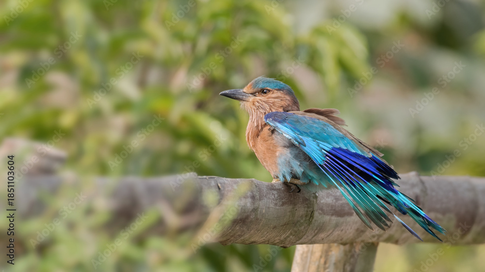 Naklejka premium Indian Roller (Coracias benghalensis) perched on a branch, showcasing its bright plumage. West Bengal, India