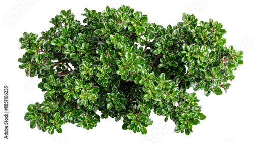 Pittosporum Crassifolium Nana Shrub