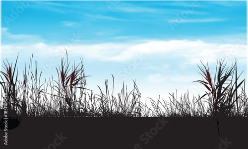 Grass Silhouette Field with Blue Sky Background
