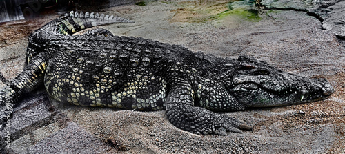 Siam crocodile on the sand. Latin name - Crocodylus siamensis
