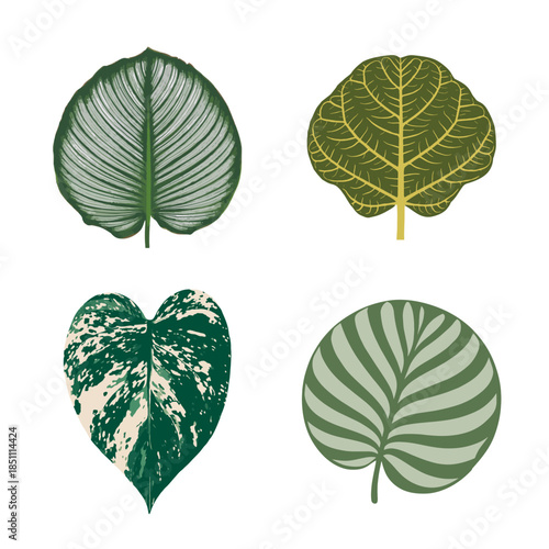 Botanical vector set of four tropical leaves featuring Calathea, Ficus, and variegated Monstera, drawn in a clean, modern illustration style.