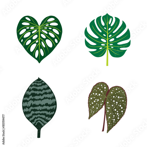 Vector illustration set of four tropical houseplant leaves, featuring Monstera and Begonia varieties, ideal for botanical design, decor, and prints