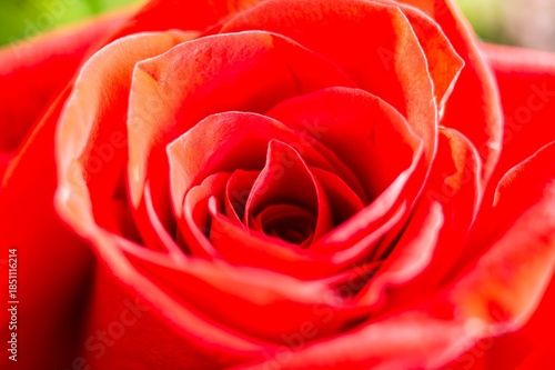 Wallpaper Mural Detail of orange red rosa odorata Andrews flower Torontodigital.ca