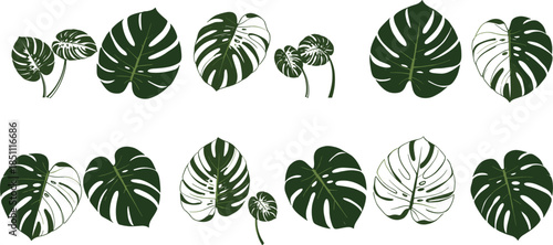 Vector illustration set of tropical monstera deliciosa leaves with green and variegated white patterns for exotic jungle themes and summer home decor.