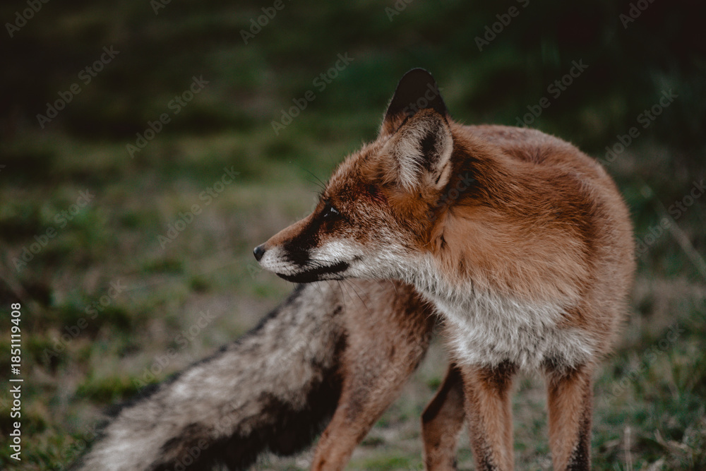 Fototapeta premium Close up portrait of a fox in the forest, Apuseni Mountains, Romania
