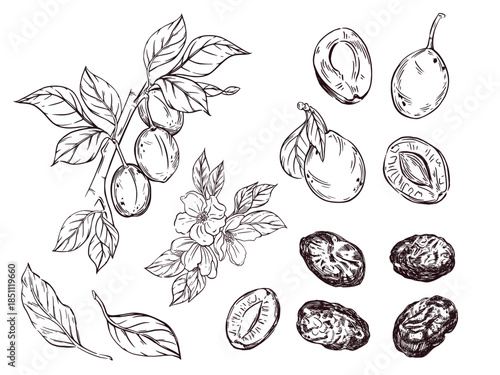 Vector illustration set, fruit tree branch with fruits, plums, prunes, leaves, fruit tree flowers, fruit slices and halves. All objects are hand-drawn in vector. For printing on fabric, paper.