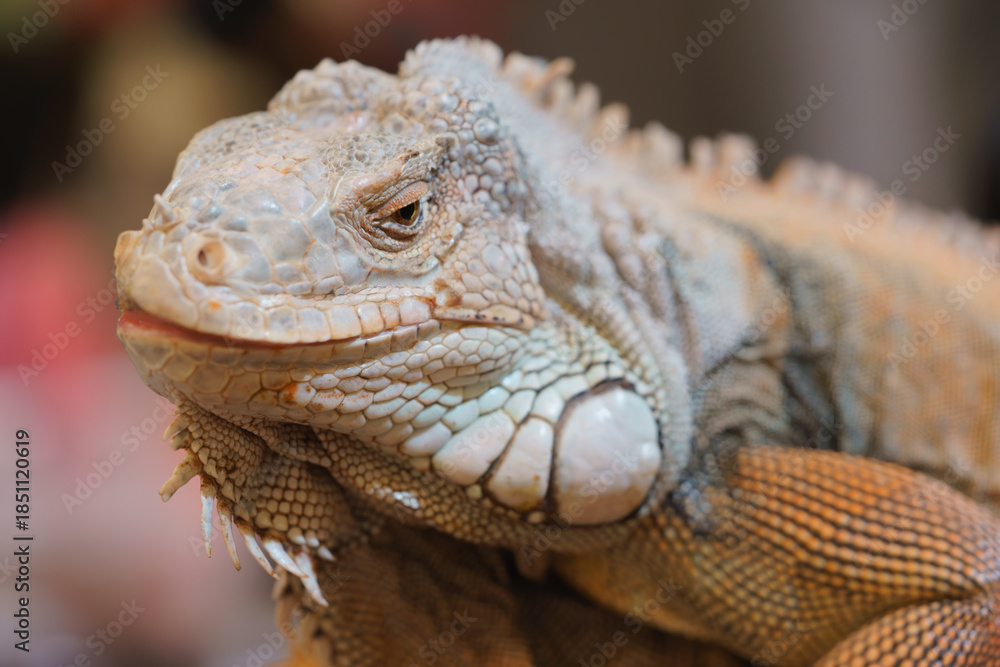 Fototapeta premium Detailed close-up portrait of a large iguana showing intricate scales, spines, and dewlap. The reptile features pale grey and orange colors with a soft blurred background for nature themes.