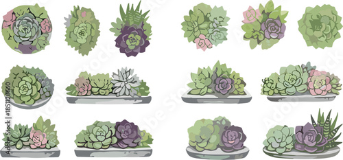 Vector illustration set of various succulent and echeveria plant arrangements in top view for home decor, garden design, and botanical wedding invitation aesthetics.