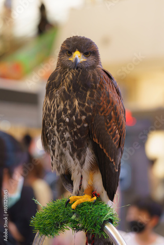 A Harris's hawk perches on a grassy stand in an indoor setting. This majestic bird of prey features sharp talons and detailed brown plumage, looking directly at the camera with intense yellow eyes.
