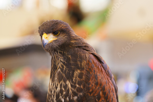 Close-up profile of a Harris's Hawk with detailed brown and chestnut feathers and a sharp yellow beak. This majestic bird of prey is captured in a professional portrait with a blurred background.