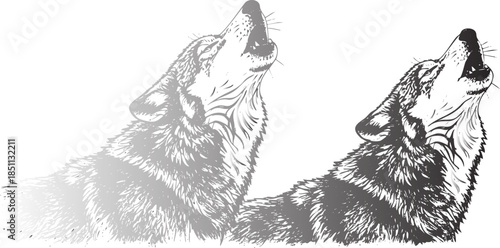 Striking grayscale illustration of two howling wolves set against a stark black background conveying wild nature