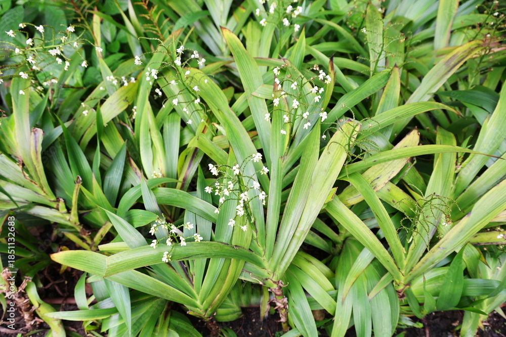 Obraz premium Cola de Gallo, Cola de Paloma: Dark green, glossy leaves arranged alternately in fan-like pattern. Small white flowers borne in racemes. Stem: Short, succulent, Xiphidium caeruleum Aubl, Haemodoraceae