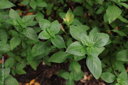 Wallpaper Mural Sweet basil is grown in the backyard garden. Thai basil, with its dark green leaves, has a distinctive aroma. Commonly used in cooking and is believed to help relieve flatulence. Ocimum basilicum Linn Torontodigital.ca