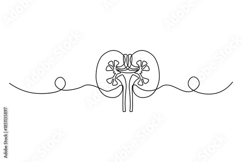 Medical illustration of kidneys in simple one-line art