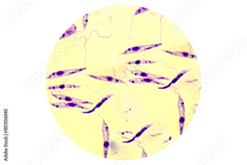 Promastigote of lishmania spp under microscope.