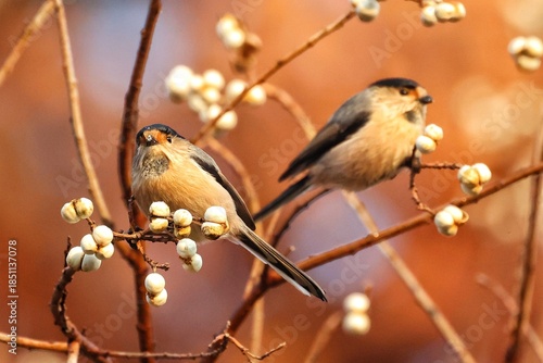 Canvastavla sparrow on a branch