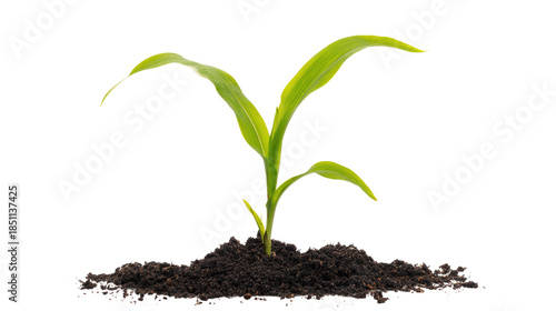 Young Corn Plant Seedling Isolated