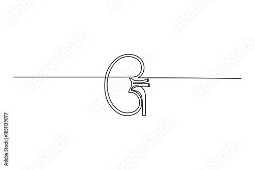 Minimalist renal system organ continuous line art