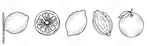 Minimal Citrus Fruit Slice Icon Set in Black and White, Line Art and Silhouette Vector Illustration Arranged in Row