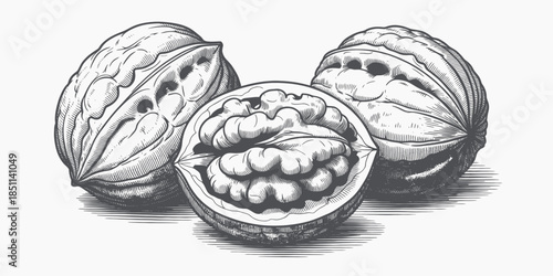 Cocoa Pods Detailed Sketch in Monochrome with High Contrast for Food Illustration