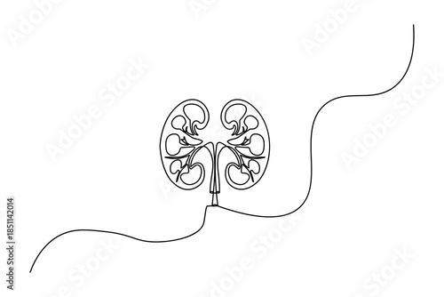 Abstract medical kidney organ line illustration